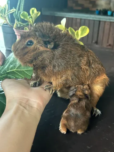 Porquinho da índia lindos raça absinio 