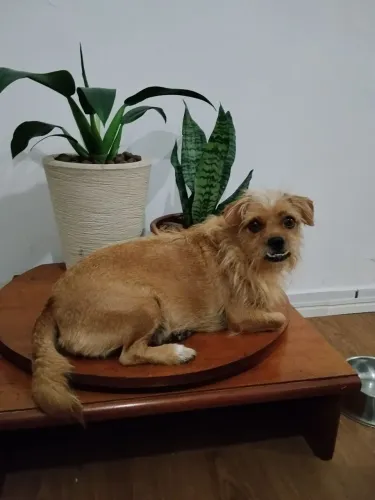 Adoção