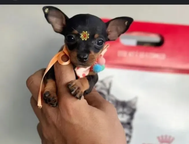 Pinscher miniatura 00 machos e fêmeas