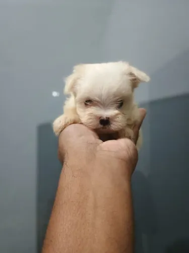 maltês macho e fêmea !!!