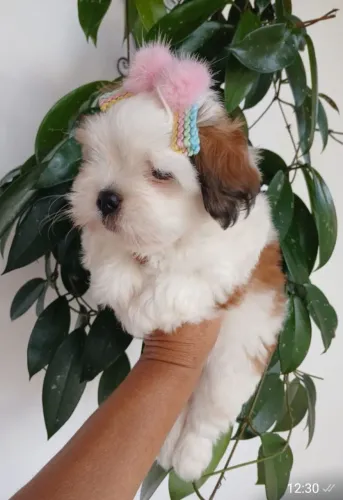 FÊMEA lhasa apso