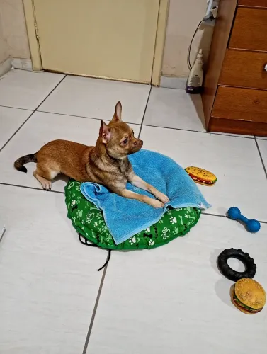 Chihuahua