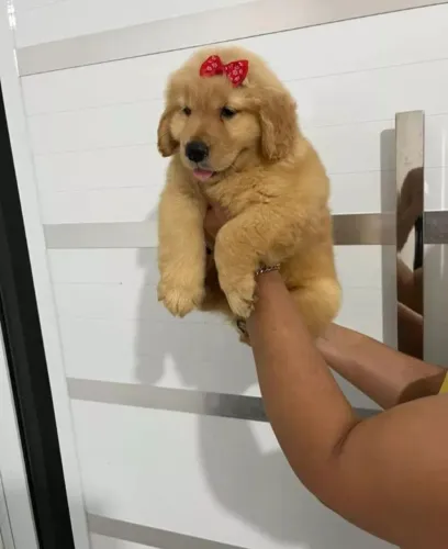 Golden retriever filhote lindos