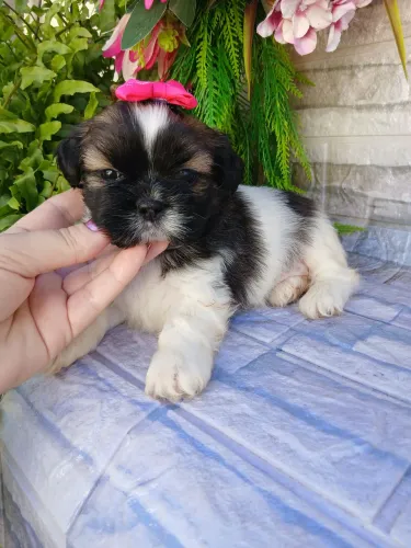 Shitzu fêmea mini tricolor lindaa