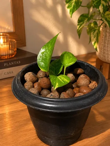 Jiboias 