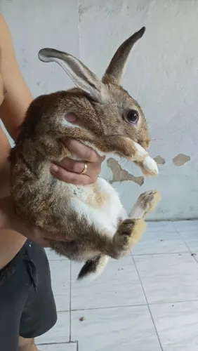 Vende se coelho macho de 5 meses