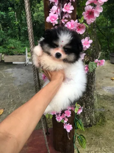 Lulu da Pomerânia