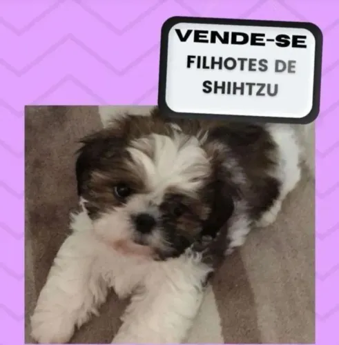 Shitzu fêmea