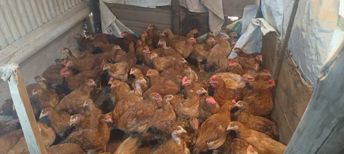 Frango melhorado para abater 