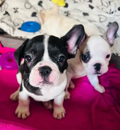 Buldogue francês 
