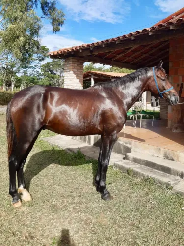 Vendo cavalo Mangalarga Marchador 5 anos