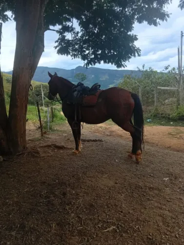 Cavalo Castrado de Marcha Picada