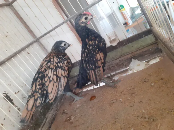 casal sebright dourado