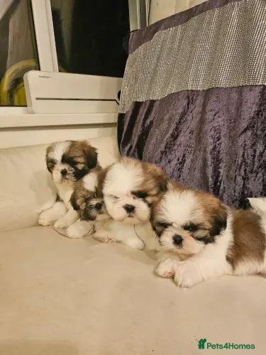 Filhotinhos shih tzu/shitzu saudável e brincalhão com contrato oficial