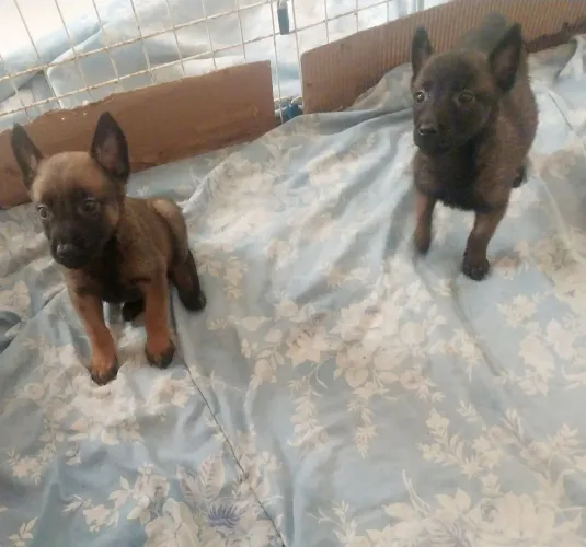 Pastor Malinois com pedigree 