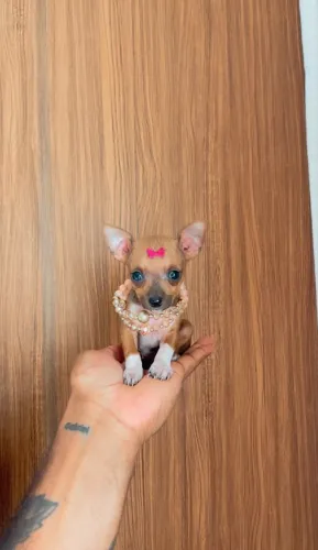 Pinscher fêmea micro