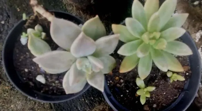 Lindas plantas para venda urgente