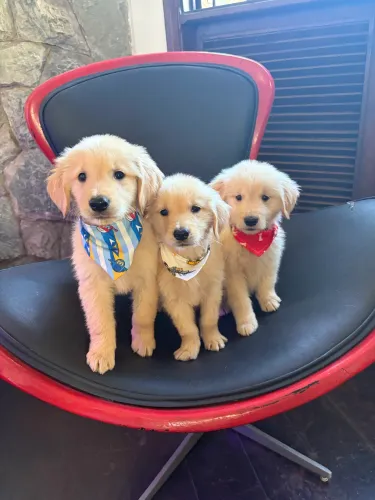 Golden Retriever, pais com pedigree 