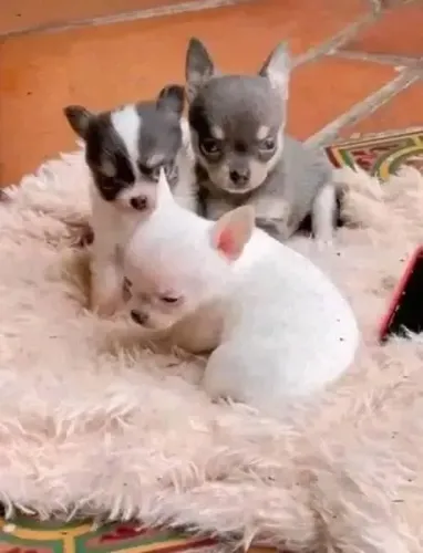 Chihuahua perfeito