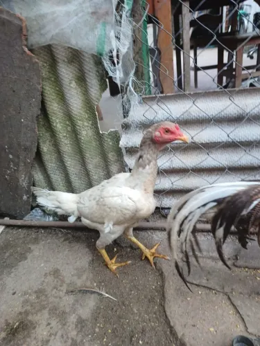 Galinha