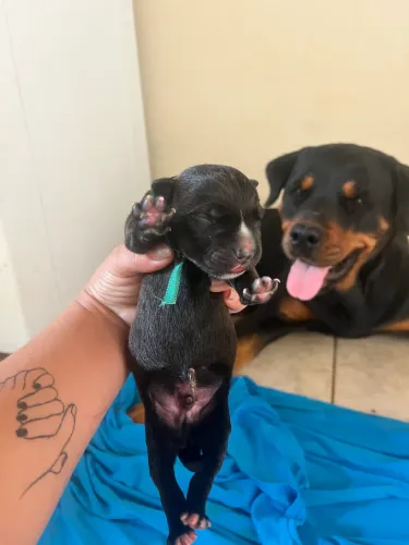 Filhote de Rottweiler Dog argentino