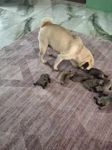 Pugs a venda para reservar