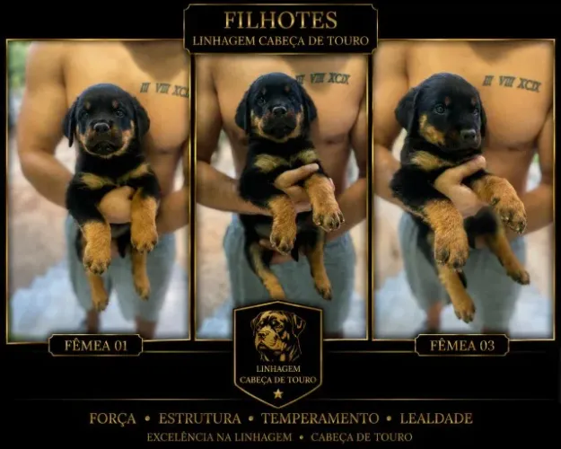 Filhotes (femeas) de Rottweiler Cabeça de Touro com 3 meses 