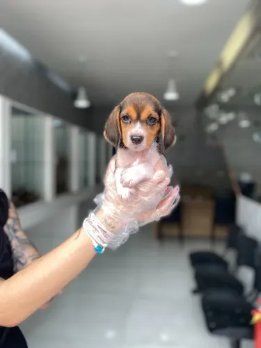 Beagle Fêmea com Pedigree - Dócil, Farejadora e Brincalhona com Garantia de Saúde