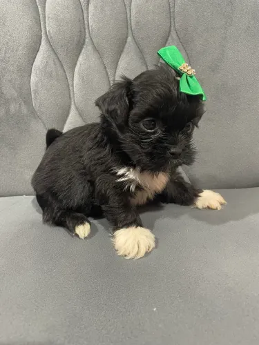 Filhotes de shih tzu mini 