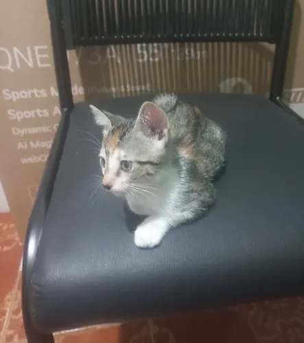 ADOÇÃO GATO