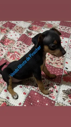 Pinscher N°1