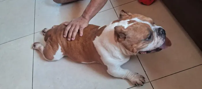 American Bully micro para inseminação 