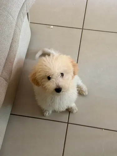Poodle  
