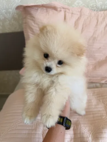 Lulu da Pomerania