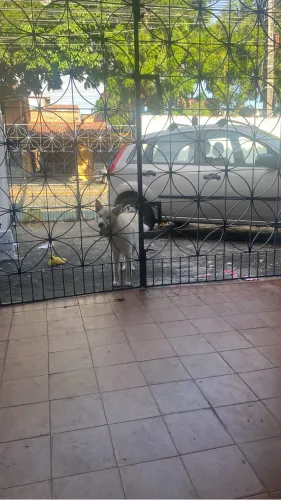 Venda urgente 