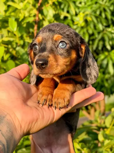 Dachshund fêmea Mini Alerquin