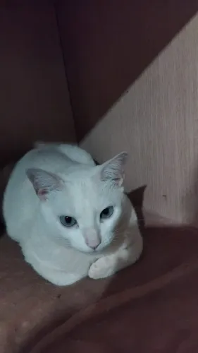 Doacao de gato