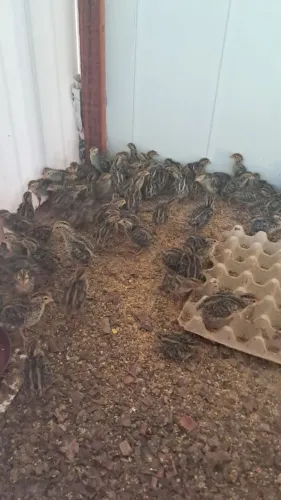 Vendo codornas com 10 dias de vida