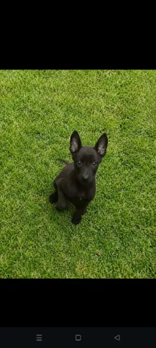 Pastor de Malinois 