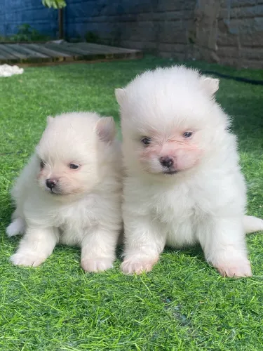 Lulu da pomerania, Spitz alemão anão 