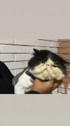 Gato persa 
