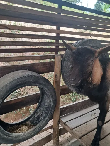 Vende Bode 