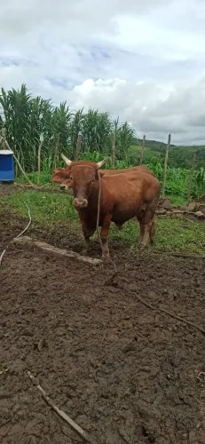 Tourinho Mini Sindi 