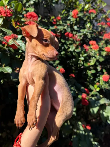 Pinscher macho chocolate