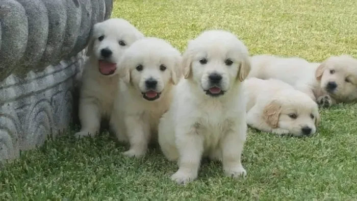 Golden Retriever Filhotes | Dóceis, Inteligentes e Cheios de Amor