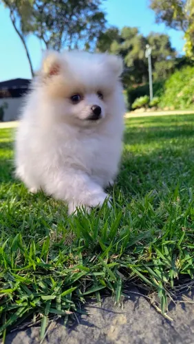 spitz alemão