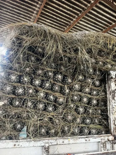 Prestador de Serviço - Descarregamento e Carregamento de Frutas