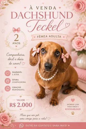 Fêmea daschshund Teckel 