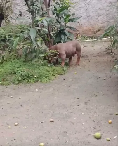 American bully 