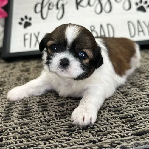 Lhasa Apso/ Com pelagem brilhante
